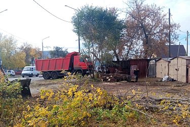 Угрозу от старых деревьев ликвидировали